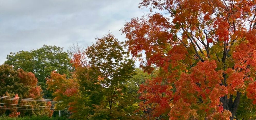 Bus Rental for Wedding